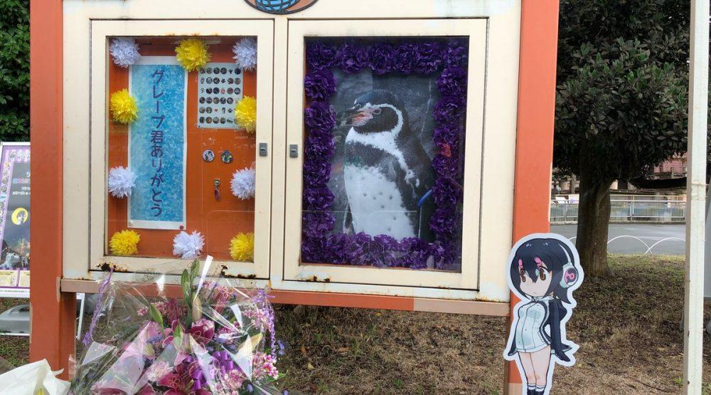 Pretužno: Pingvin koji se zaljubio u karton preminuo od tuge