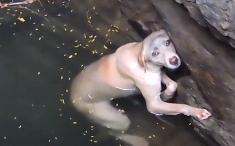 Pas upao u bunar: Potpuno iscrpljen i krvavih šapa gubio je bitku za život, a onda je u posljednji čas pristigla pomoć