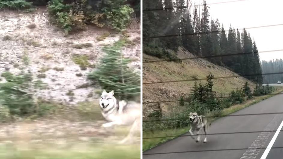 Sivi vuk trčao za automobilom, kao da mu je nedostajalo društvo