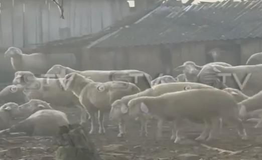 Migranti upali u selo i zaklali 50 ovaca