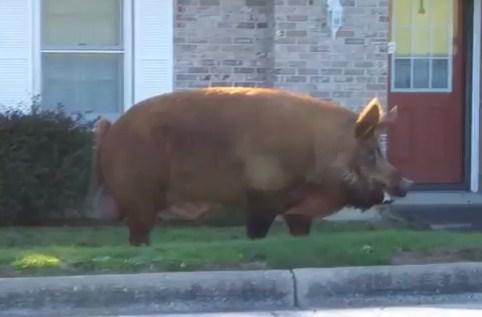 Stanovnici šokirani: Ogromna divlja svinja u centru grada