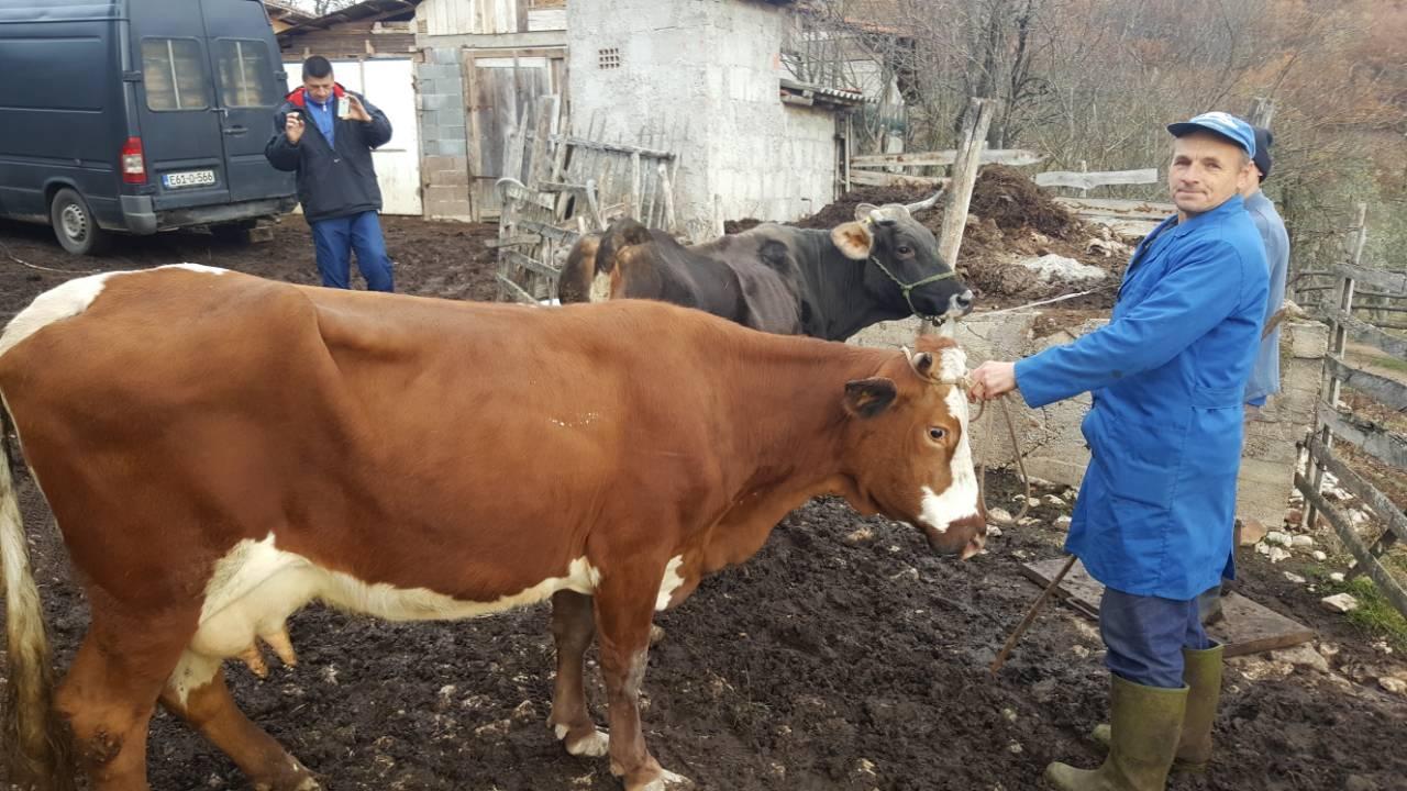 "Avaz" saznaje: Naser Orić povratniku iz Rogatice kojem je otrovana stoka donirao dvije krave