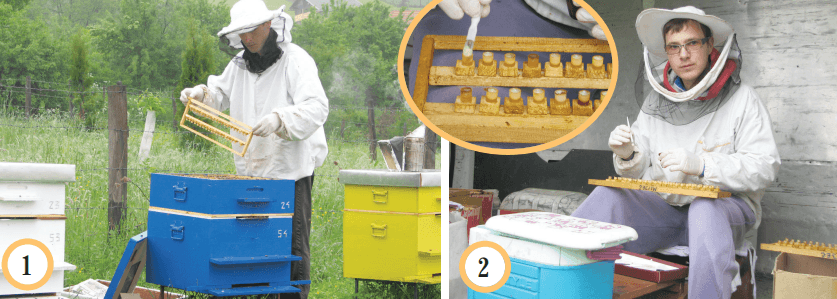 Bajro Šehović, vlasnik prelijepog pčelinjaka u Dobroševićima kod Sarajeva: Opredjelili se isključivo na proizvodnju matica i matične mliječi