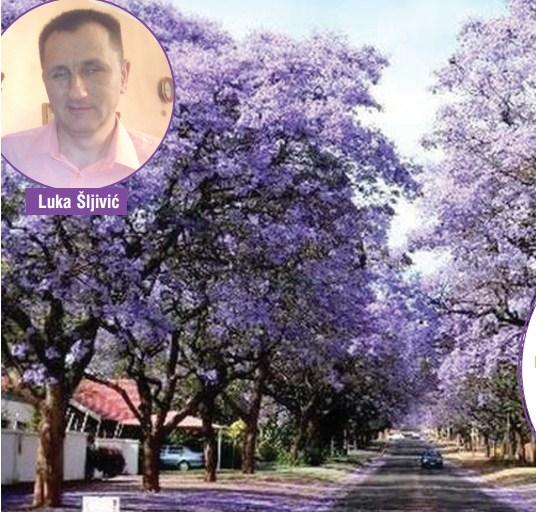Luka Šljivić iz Broda: Čudesno medosnosno drvo “paulovnija” – izazov, biznis, znoj i med!
