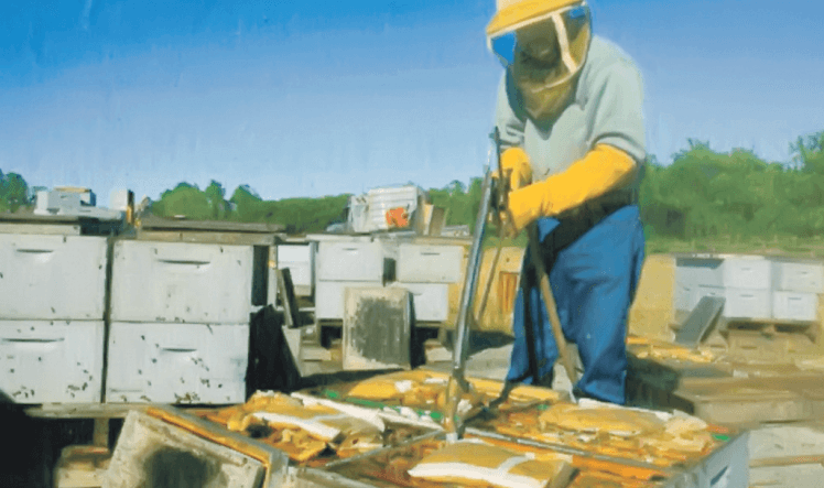 Ričard Adi, najveći proizvođač meda na svijetu: Pčelar sa 80 000 košnica