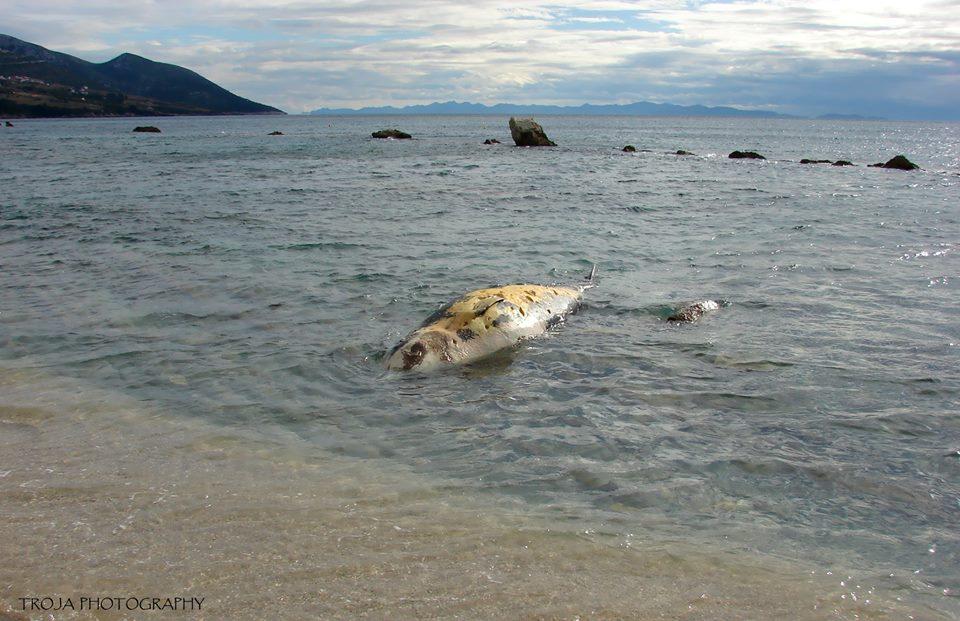 Golem leš pronađen u moru kod Orebića: Dug je pet metara i težak nekoliko stotina kilograma