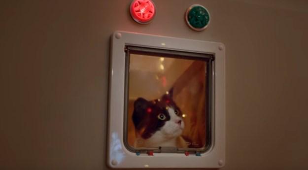Evo što se dogodi kada pustite mace u prostoriju s božićnim ukrasima