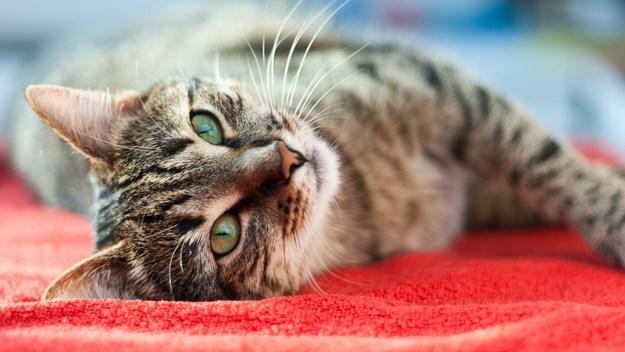 Znate li zašto se mačke masiraju?