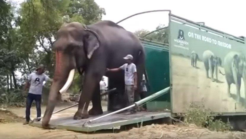 Indijci žrtvuju svoje živote praveći selfije sa slonovima