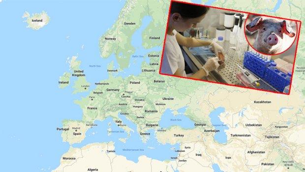 Svinjska kuga se širi Starim kontinentom: Baltik i istočna Evropa najviše pogođeni