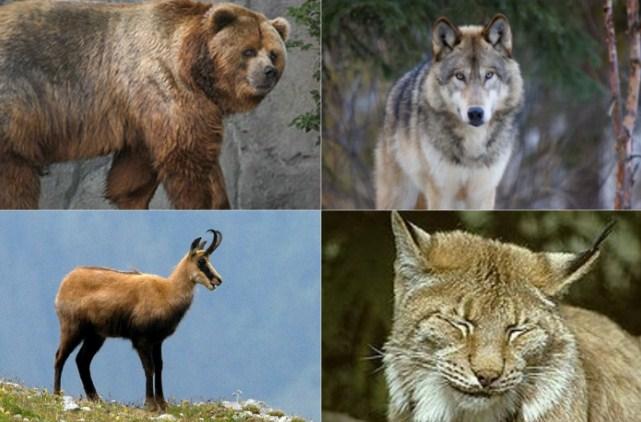 Zaštita životinjskih vrsta u BiH: Mrki medvjed, ris, tetrijeb i lisica najugroženiji