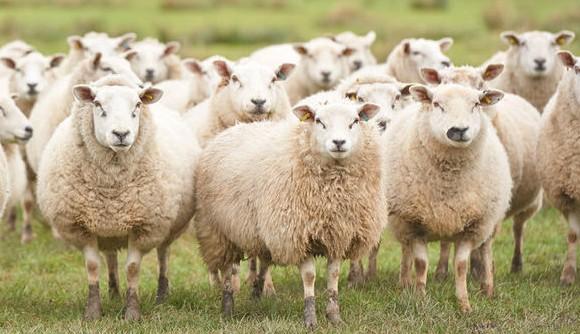 U četiri podrinjske općine: Zaražene donirane ovce kupljene u Vitezu