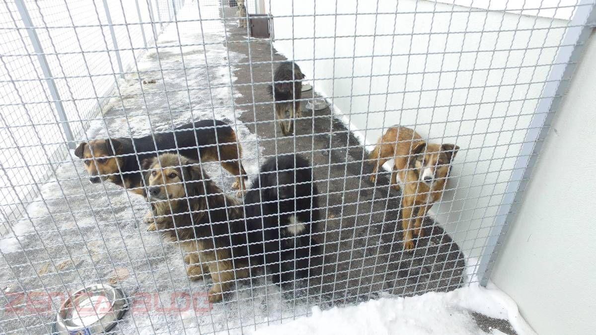 Srbijanski zatvorenici brinut će se o napuštenim psima