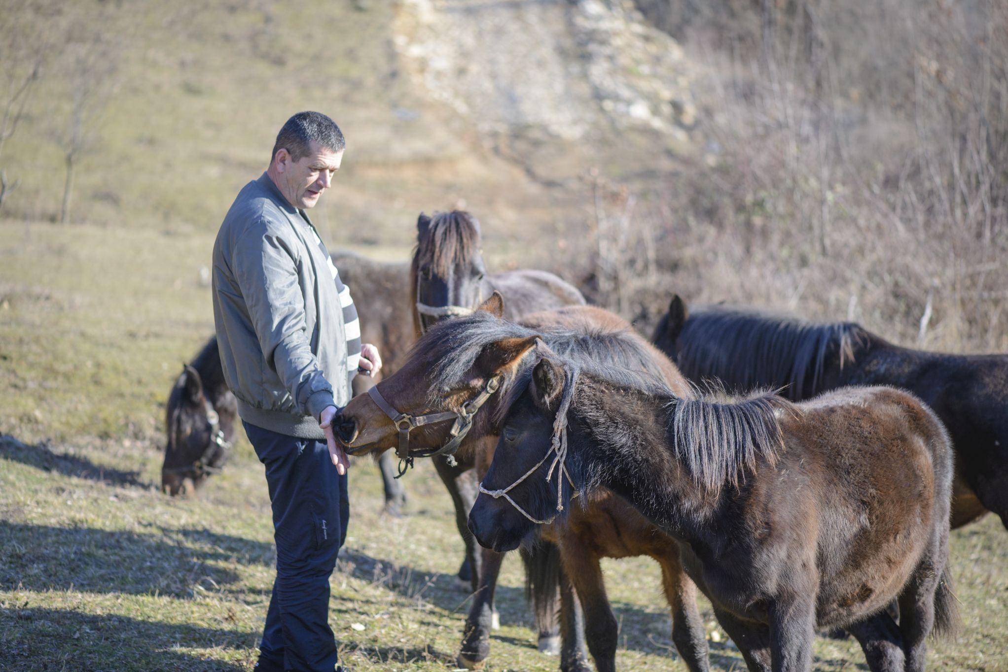 Bosanske brdske konje žele sačuvati od nestanka i zaborava