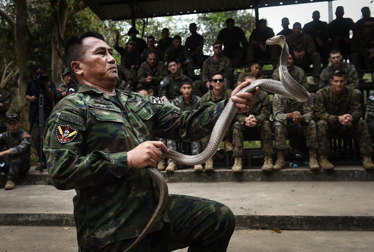 Neobična vojna vježba na Tajlandu: Marinci u džungli hvatali i pili krv kobri