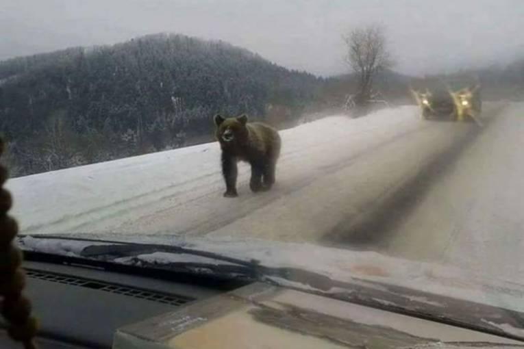 Medvjed slobodno šetao putem na Grmeču