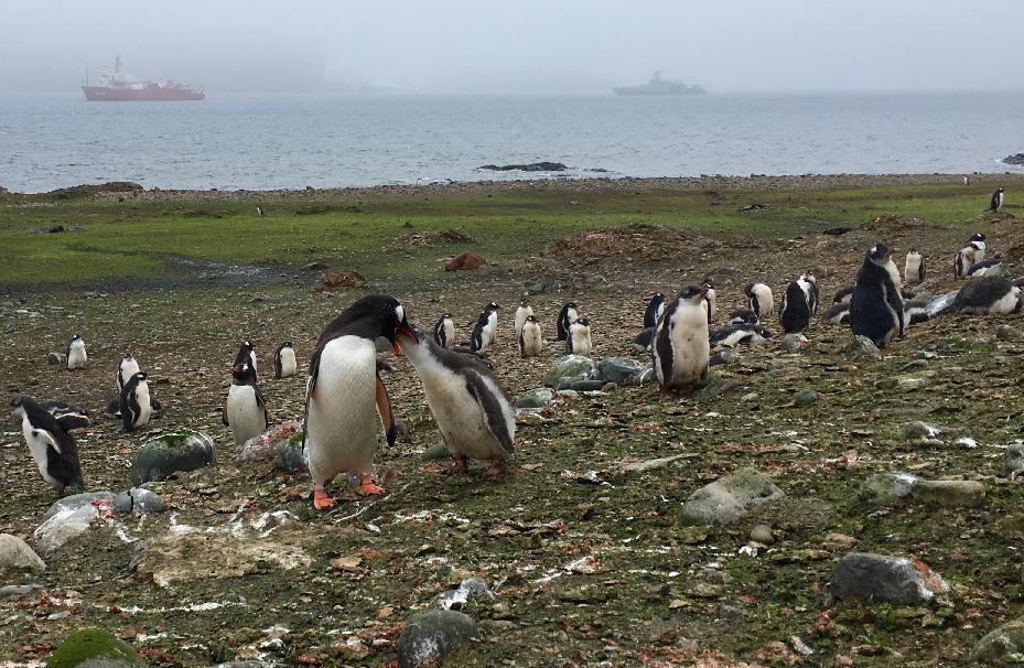 Na otoku Danger: Pronađeno više od milion i po pingvina