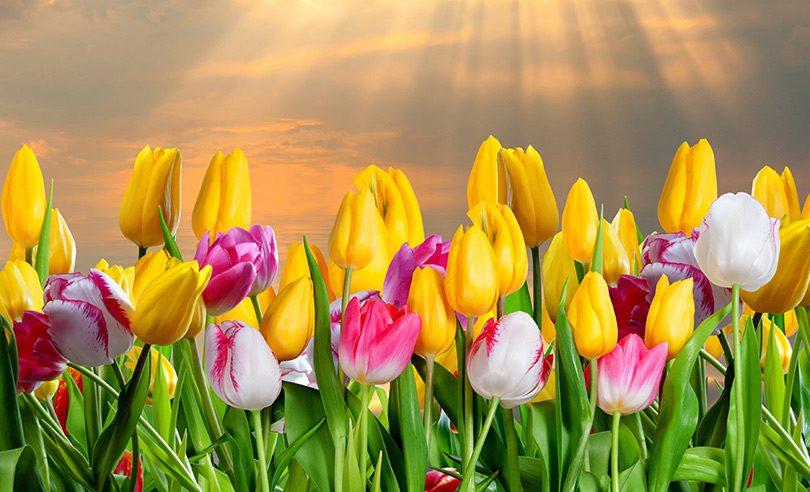 Holanđani tulipanu dali ime "Banja Luka"