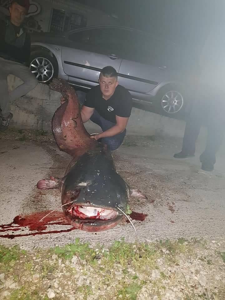 Baš je bilo "bistro": Ribar iz Kraševa u Bosni ulovio soma teškog 77 kilograma