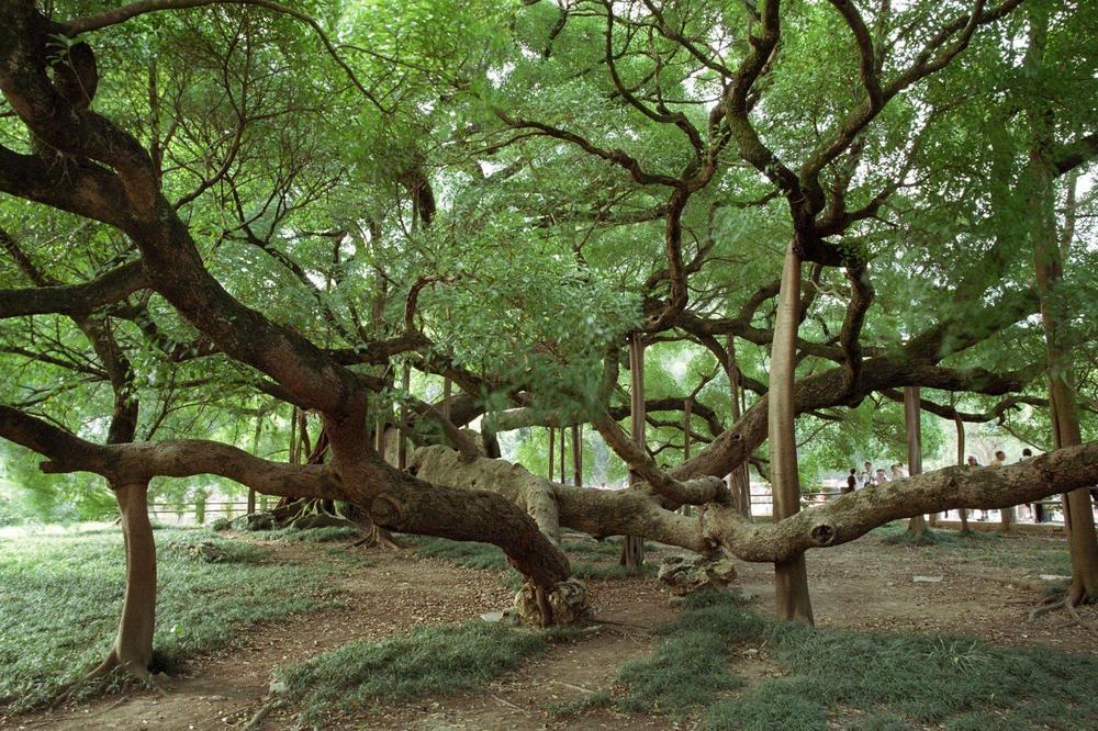 700 godina staro banjan drvo priključili na infuziju