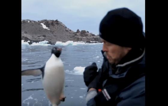Pingvin koji želi biti TV zvijezda: Uskočio u čamac ekipe koja je snimala dokumentarac