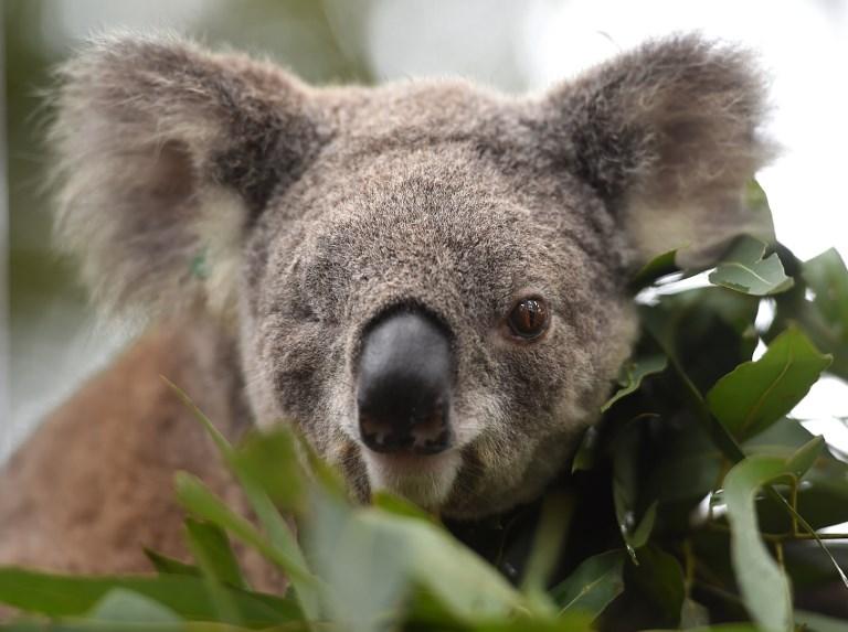 Australija ulaže 35 miliona dolara za zaštitu koala