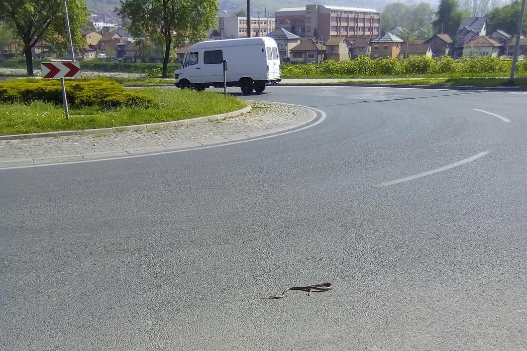 Opasnost od zmija sve veća, ima ih i po gradskim ulicama
