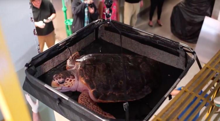 Povrijeđenoj kornjači spasili oklop uz pomoć 3D printera