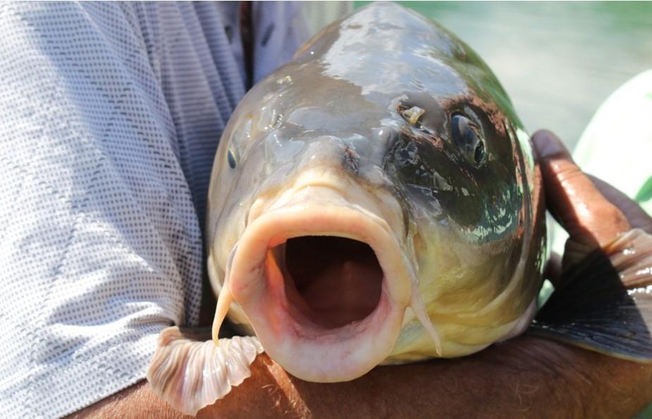 U Ramskom jezeru uhvaćen šaran kapitalac od 28,4 kilograma