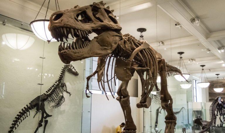 Novi hobi bogataša: Kupovina fosila dinosaura