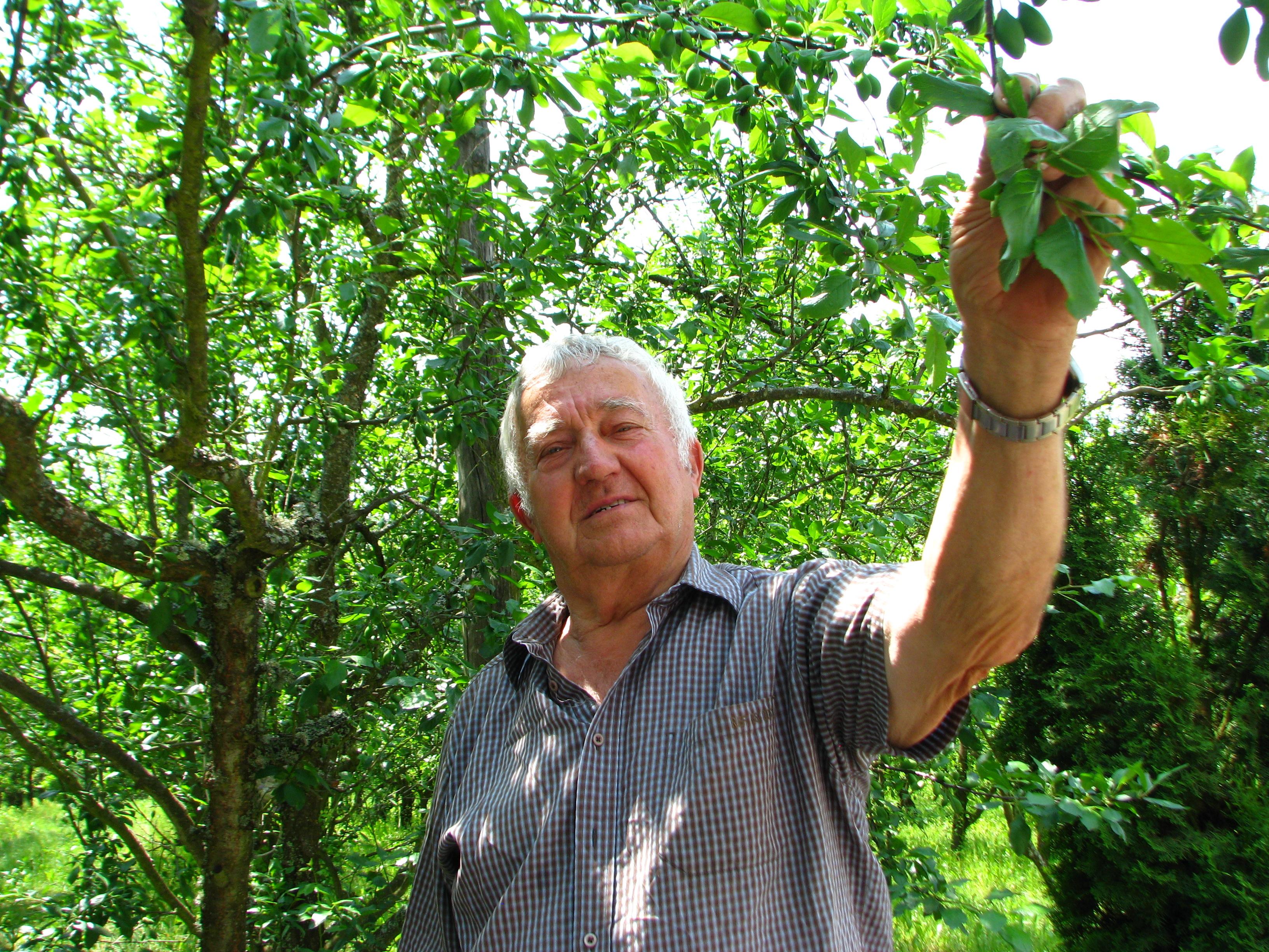U Lijevče polju i Potkozarju osušilo se desetak hiljada stabala voća