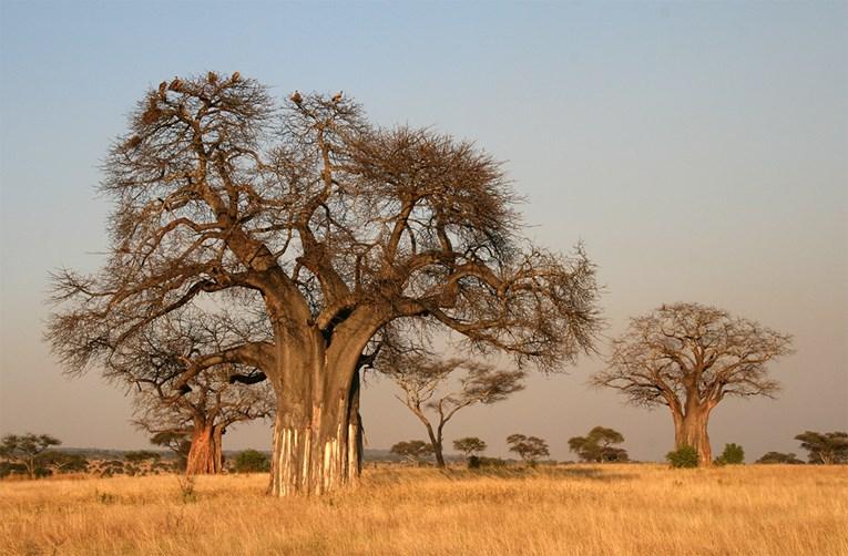 Divovski baobabi stari hiljade godina naglo počeli izumirati