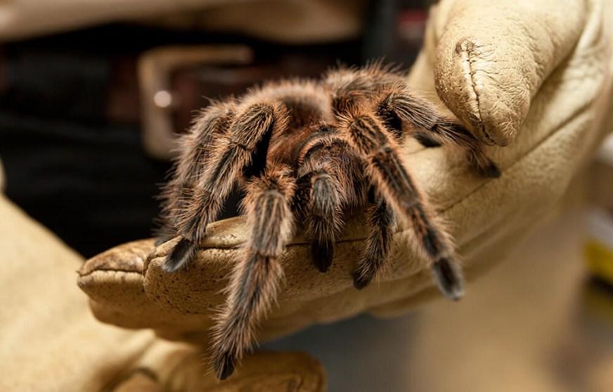 Na njemačkom aerodromu pronađen ostavljeni kofer pun tarantula