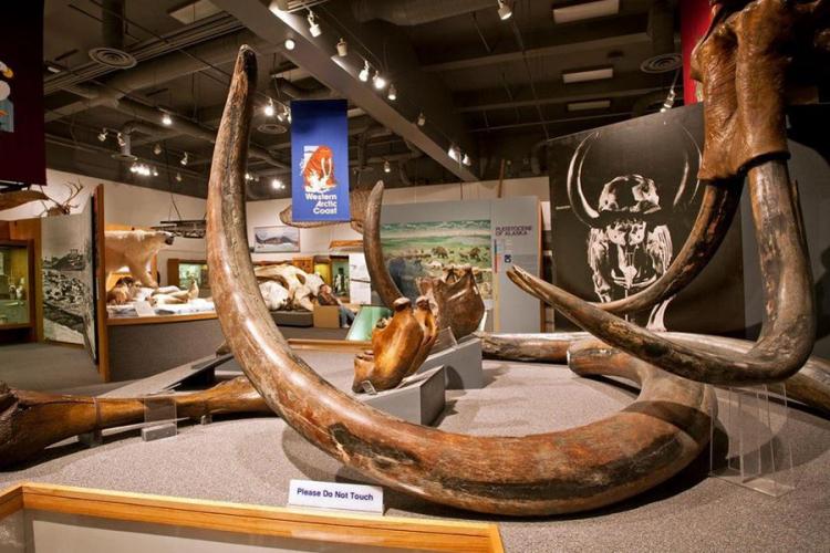 Na Aljaski ukradena kljova mamuta teška 45 kilograma