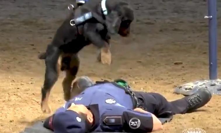 Pas Pončo spašava živote: Izdresiran da obavlja reanimaciju, a ovaj snimak je oduševio sve
