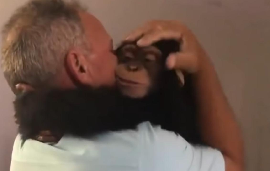 Dirljiva reakcija čimpanze kada ugleda ljude koji su je odgojili