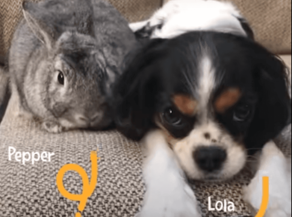 Nevjerovatna ljubav: Pogledajte kako zečica pomaže psu koji boluje od teške bolesti i ima strašne bolove