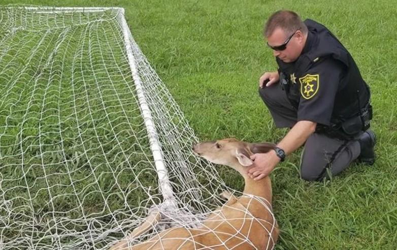 Policija oslobodila jelena iz fudbalske mreže