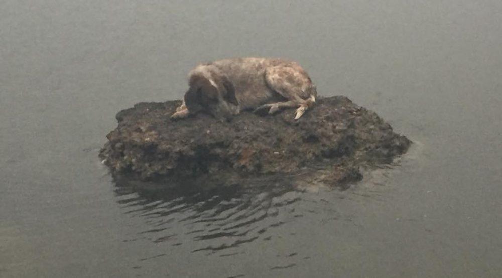 Pas koji je postao simbol grčke katastrofe vraćen vlasnicima