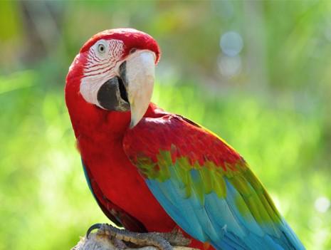 Jeste li znali da su papagaji ptice sreće?