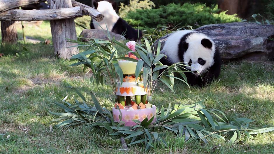 Prva beba panda rođena u Francuskoj proslavila rođendan