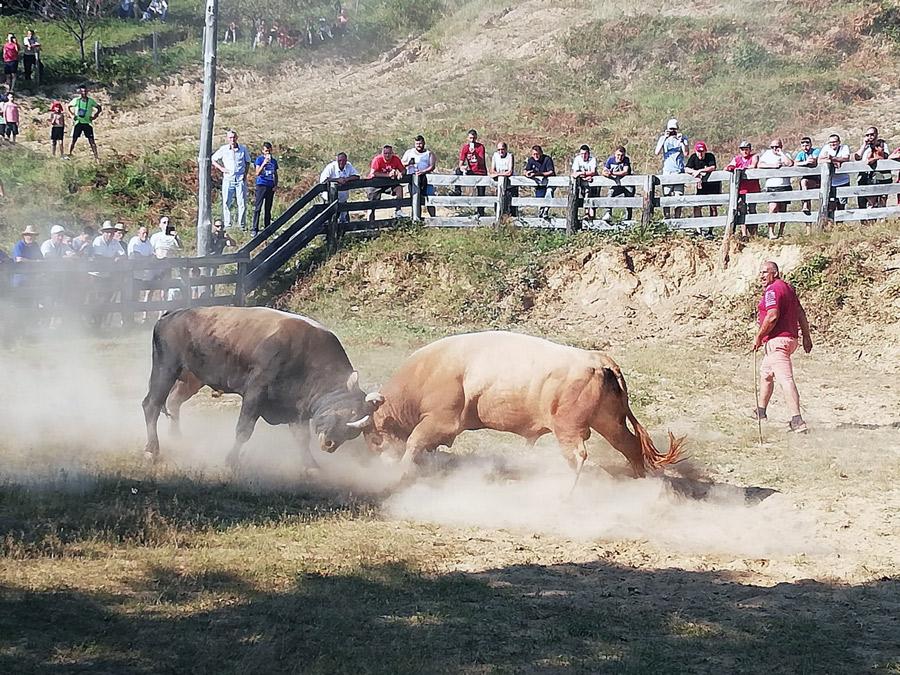 Drama na koridi: Jedan bik povrijedio vlasnika, Kukan iz Mrkonjić Grada pobjednik