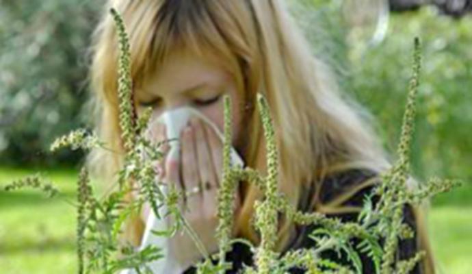 Još nije konstatiran polen ambrozije u zraku, ali jeste ostalih korovskih biljaka