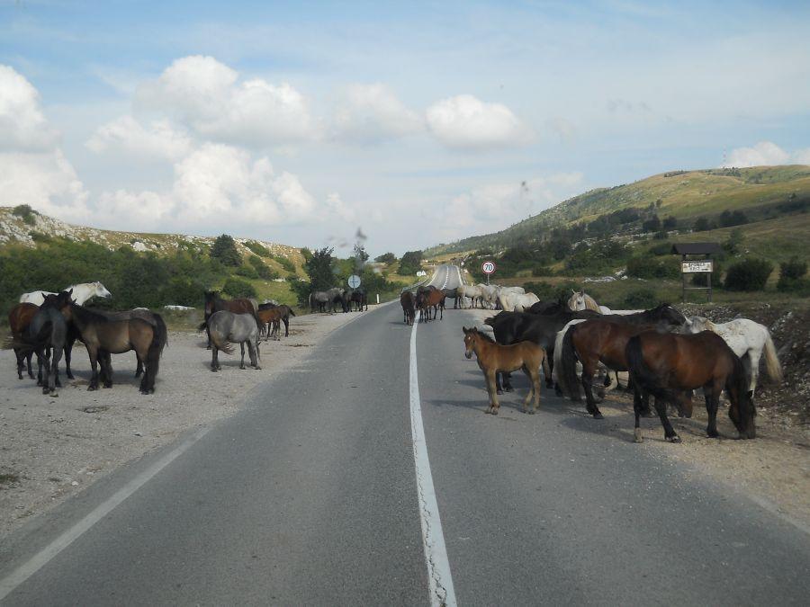 Livanjski divlji konji često na cesti - Avaz