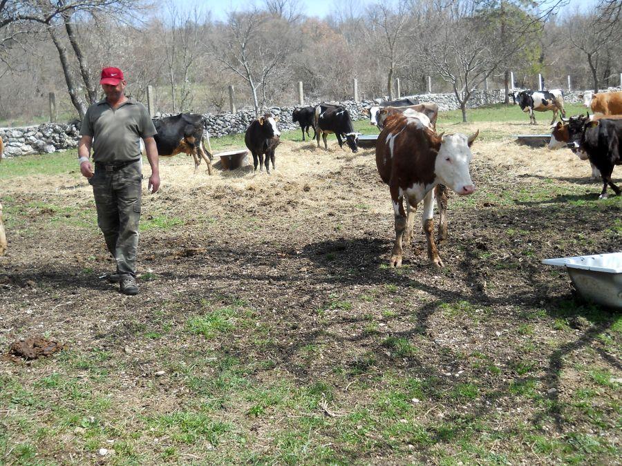 U Livanjskom kantonu isplaćeni poticaji poljoprivrednicima