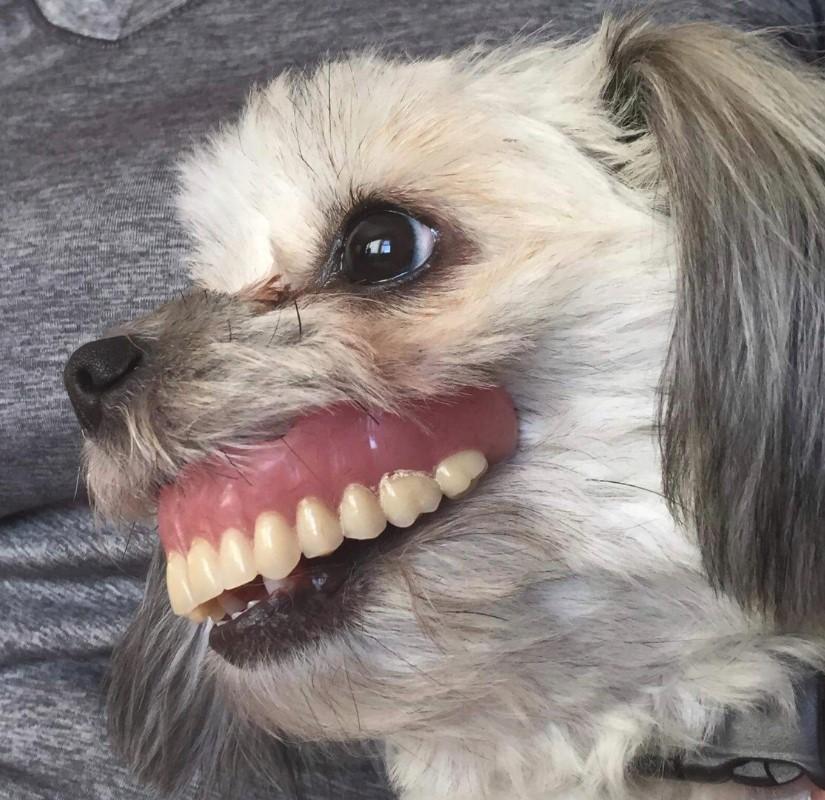 Nevjerovatan prizor: Pas za zubnom protezom nasmijao korisnike Twittera