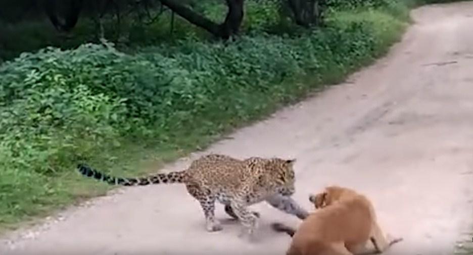 Nevjerovatna borba psa i leoparda: Pogledajte ko je izvukao deblji kraj