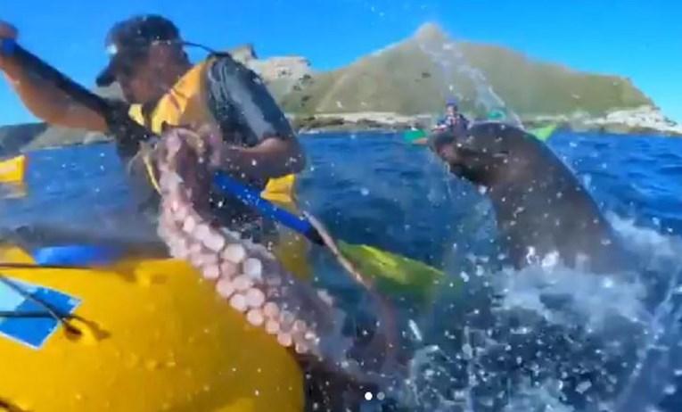 Urnebesan trenutak nasred okeana: Tuljan hobotnicom pljusnuo veslača u lice