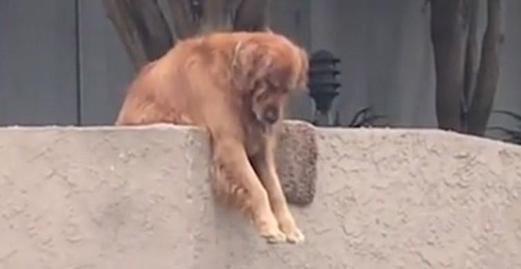 Ovaj pas svakog dana visi sa zidića, a razlog ostavlja ljude bez riječi