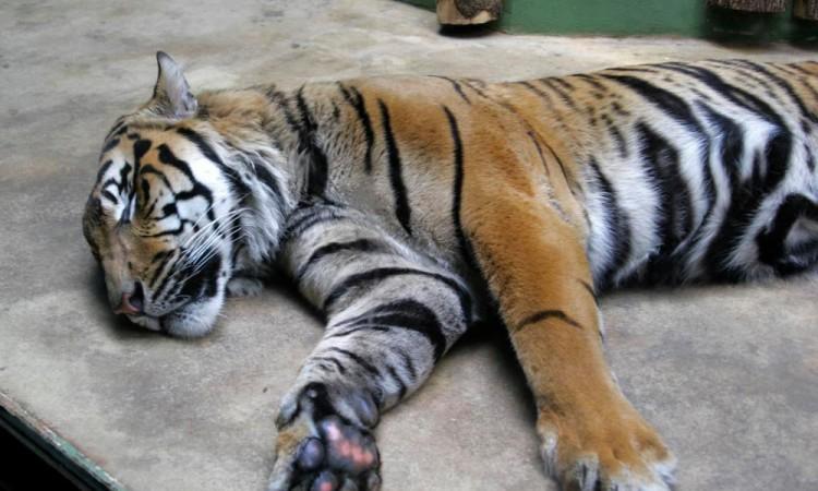 Tragedija u Indiji: Nakon što je usmrtila 13 osoba, ubijena tigrica